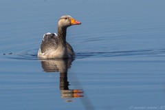 Greylag Goose (Anser anser), Thorne Moor.