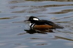 Hooded Merganser (Lophodytes cucullatus), Martin Mere.