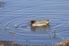 Teal (Anas crecca), male, Lakeside, Doncaster.