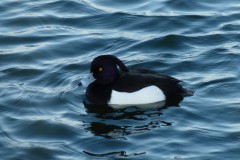 Tufted Duck (Aytha fuligula _, male, Lakeside, Doncaster.