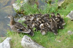 Mallard ducklings (Anas platyrhynchos), Lakeside Doncaster.