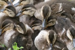 Mallard ducklings (Anas platyrhynchos), Lakeside Doncaster.