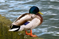 Mallard (Anas platyrhynchos), Lakeside, Doncaster.