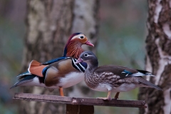 Mandarin (Aix galericulata), Clumber Park.