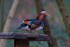 Mandarin (Aix galericulata), Clumber Park.