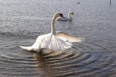 Mute Swan (Cygnus olorat), Lakeside, Doncaster.