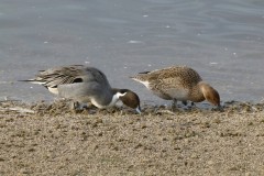 Pintail (Anas acuta), Leighton Moss RSPB.