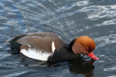 Red Crested Pochard (Netta rufina), Leighton Moss RSPB.