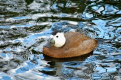 Ruddy Duck (Oxyura jamaicensis), Leighton Moss RSPB.