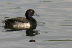 Tufted Duck (Aythya fuligula), Clumber Park.