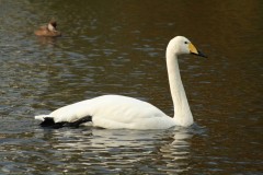 Whooper Swan (Cygnus cygnus), Leighton Moss RSPB.