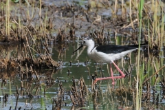 Black-winged Stilt - Potteric Carr.