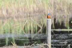 Kingfisher-