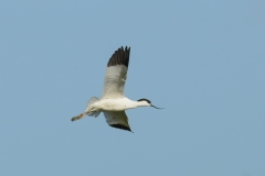 Avocet - RSPB Adwick Washlands.