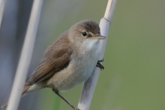 Reed Warbler - RSPB Adwick Washlands.