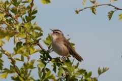 Sedge Warbler - Adwick Washlands.