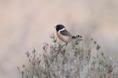 Stonechat-Budby Common