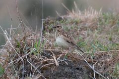 Woodlark-Budby Common