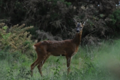 Roe Deer - RSPB Budby.