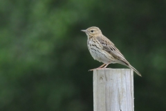 Tree Pipit- RSPB Budby.