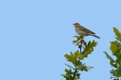 Tree Pipit- RSPB Budby.