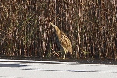 Bitter at RSPB Old Moor