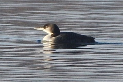 Juv. Great Northern Diver, Manvers Lake