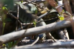 Grass snake - female