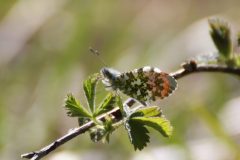 Orange-tip