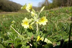 Oxlip