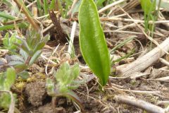 Adder's-tongue fern