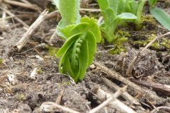 Moonwort fern