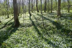 Wood Anemones en masse