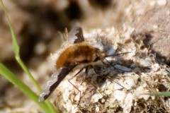 Dark-edged-Beefly