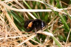 Hairy-footed-Flower-Bees-scaled