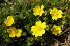 Spring-Cinquefoil-scaled