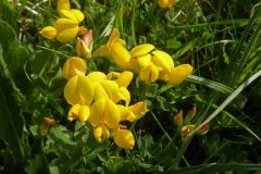 Bird's-foot Trefoil