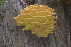 Chicken of the woods