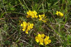 Horeshoe Vetch