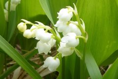 Lily-of-the-valley