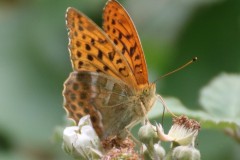 Silver-washed Fritillary