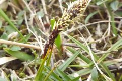 Rare Spring Sedge