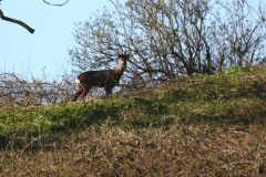 Roe Deer