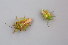 Canthosoma haemorrhoidale - Hawthorn Shieldbug and Cyphostethus tristriatus - Juniper Shieldbug comparison shot.