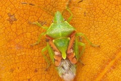 Cyphostethus tristriatus - Juniper Shieldbug, Woodside Nurseries, Austerfield.