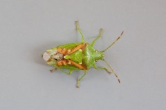 Cyphostethus tristriatus -  Juniper Shieldbug, Woodside Nurseries, Austerfield