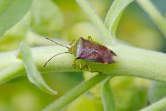 Elasmostethus intersinctus - Birch Shieldbug, Woodside Nurseries, Austerfield.