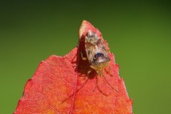 Elasmucha grisea - Parent Bug, Woodside Nurseries, Austerfield.