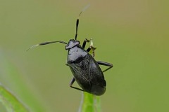 Capsus ater, Thorne Moor