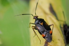 Deraeocoris-ruber, Thorne Moor